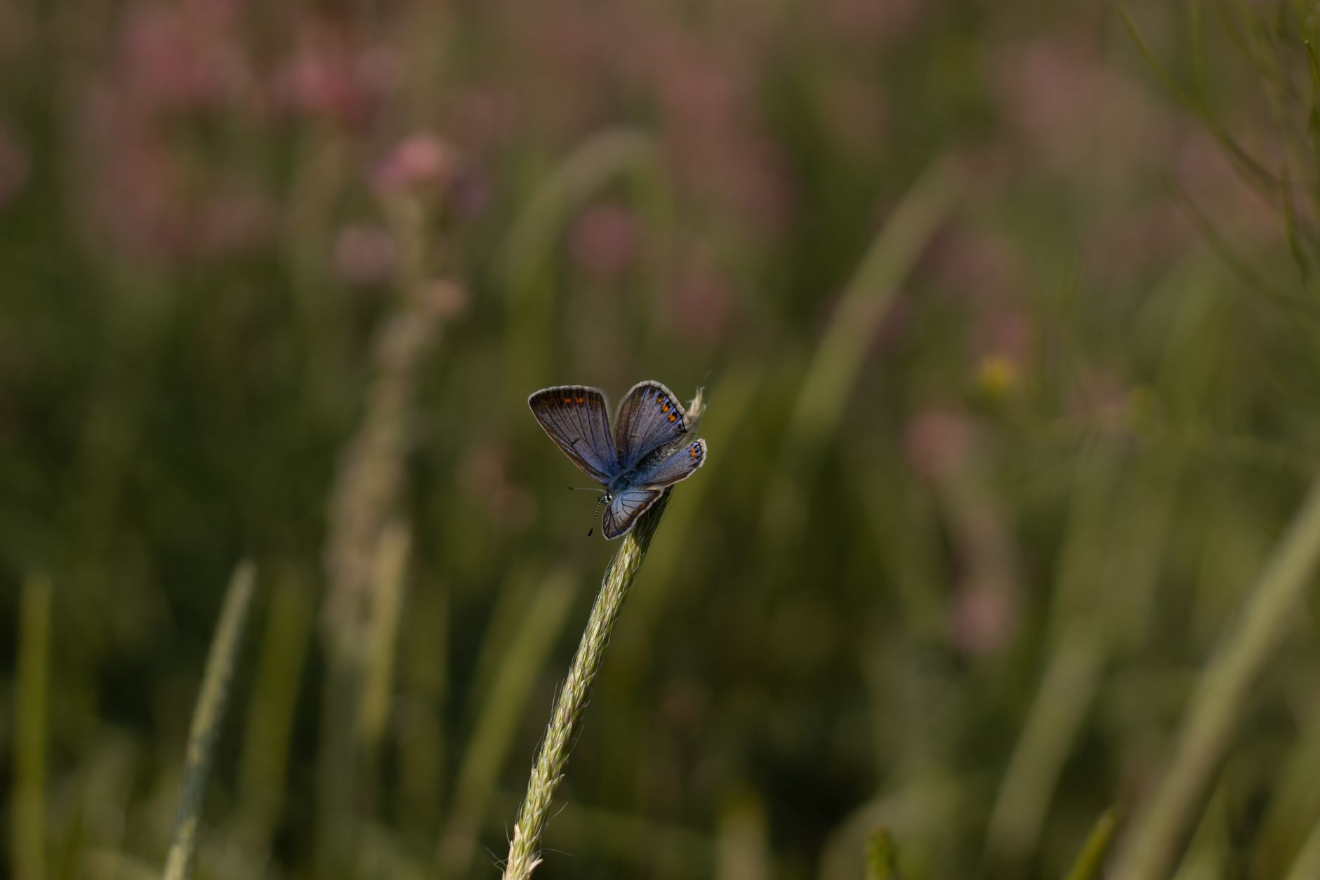 Pollen Counts Are Getting Worse in the UK, Here’s What’s Actually Going On and How to Cope Naturally