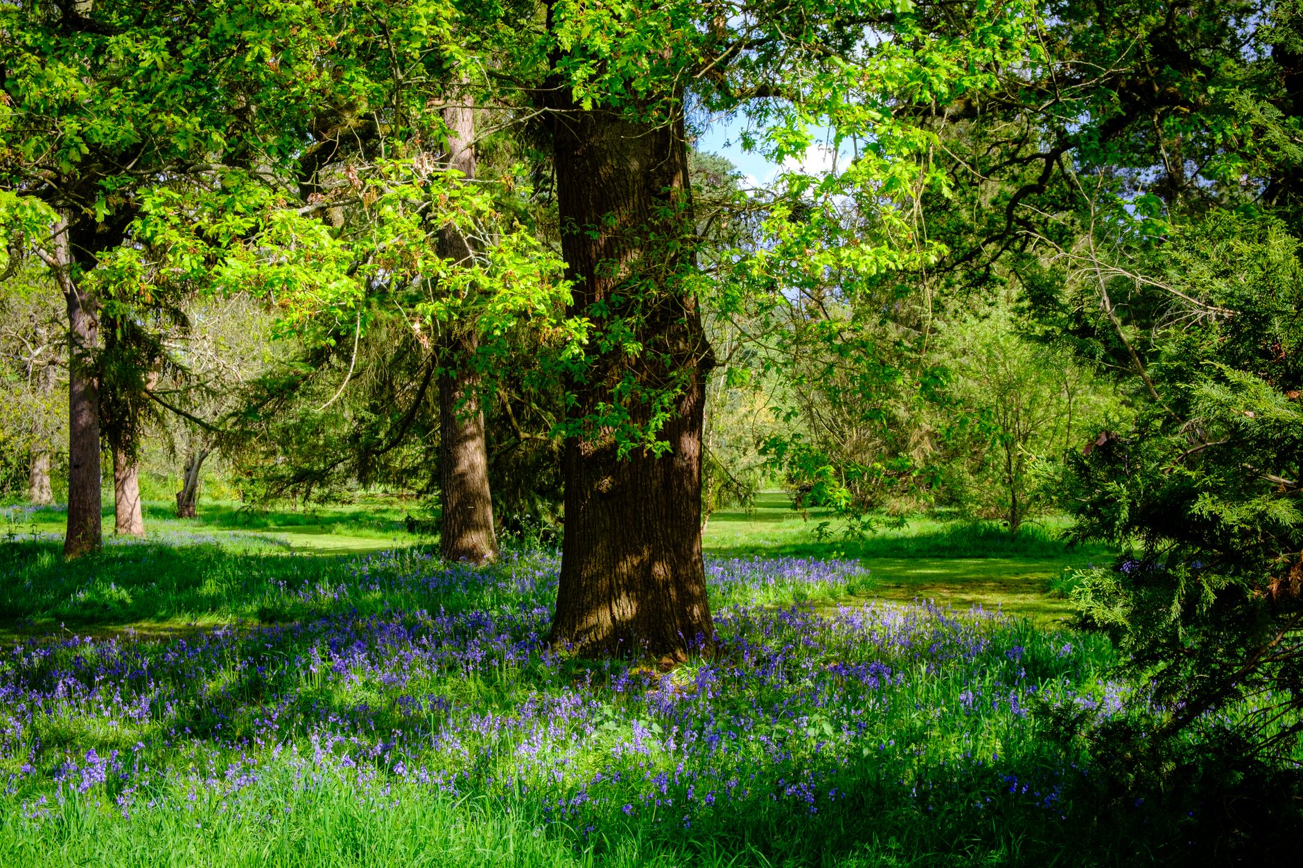 Peaceful woodland natural burial site in the UK with native trees and wildflowers